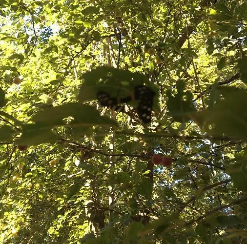 Agriturismo Laura Cocconi